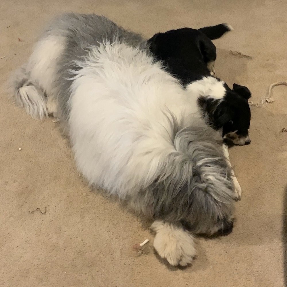 Canine Divine - My twin sister! - Pet Groomers Near Me - Blaine, Washington