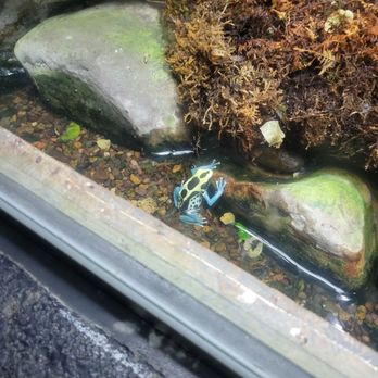 National Aquarium - Colorful little frogs - Aquariums Near Me - Baltimore, Maryland National Aquarium - Colorful little frogs - Aquariums Near Me - Baltimore, Maryland