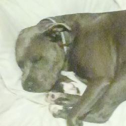 Capital Meats Inc - Sleeping dog