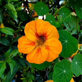 The Flower Fields - Venues & Event Spaces Near Me - Carlsbad, California The Flower Fields - Venues & Event Spaces Near Me - Carlsbad, California