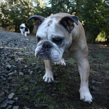 Dogs-A-Jammin - Dogs-A-Jammin Play Time - Pet Sitting Near Me - Woodinville, Washington Dogs-A-Jammin - Dogs-A-Jammin Play Time - Pet Sitting Near Me - Woodinville, Washington