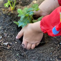 Planning a garden and watching it grow together.