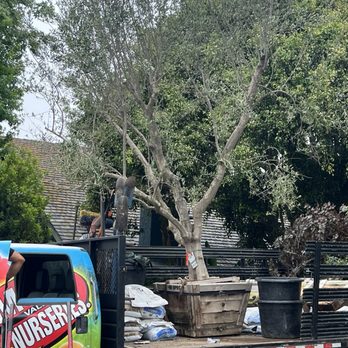 Moon Valley Nurseries - Our new Olive Tree - Landscaping Near Me - Torrance, California