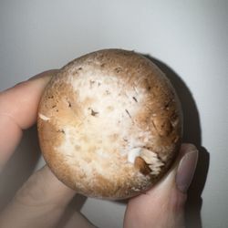 Star Market - Another moldy mushroom