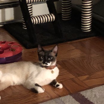 Ruff House Rescue - Pet Adoption Near Me