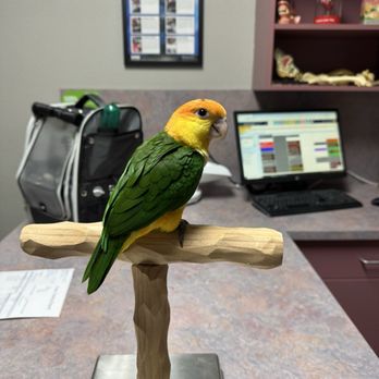Finest Exotic Birds - Vet Visit - Bird Shops Near Me - Sacramento, California Finest Exotic Birds - Vet Visit - Bird Shops Near Me - Sacramento, California