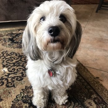 Four Paws Pet Ranch - Before groomers - Pet Training Near Me - Santa Rosa, California