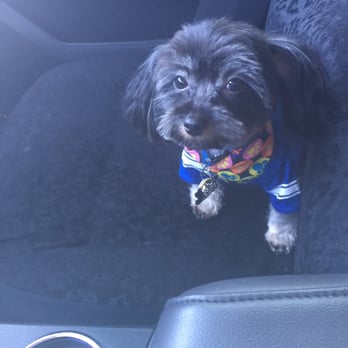 Urban Style Dog - Too cute!! - Pet Groomers Near Me - Las Vegas, Nevada Urban Style Dog - Too cute!! - Pet Groomers Near Me - Las Vegas, Nevada