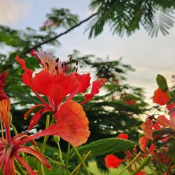 Tropical Creations by Oliver - natures beauty brings us joy!