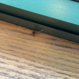 Dead bug
