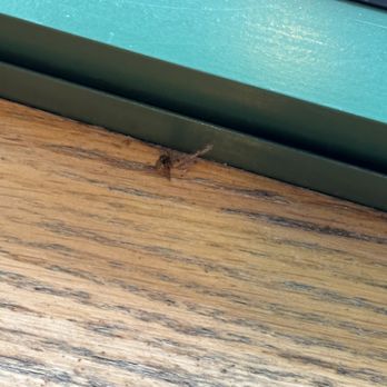 Weis Markets - Dead bug - Grocery Near Me - Norristown, Pennsylvania