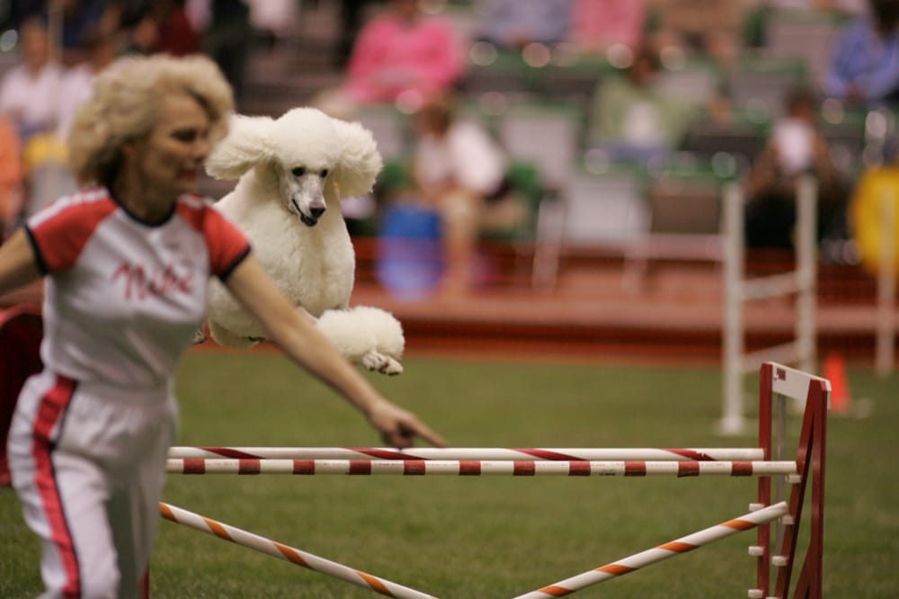 CLAYTON PET CARE CENTER Updated August 2024 12 Reviews 9750 Tara