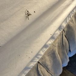 Dunton Hot Springs - Spider nest in bed