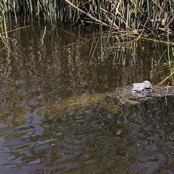 gator park - Boat Tours Near Me - Miami, Florida gator park - Boat Tours Near Me - Miami, Florida