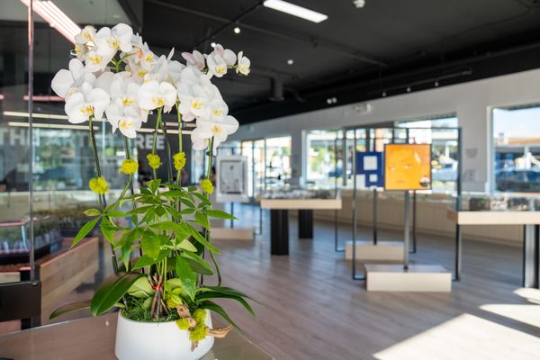 The Artist Tree Weed Dispensary & Lounge Hawthorne by null