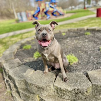 Off Leash K9 Training - Pet Training Near Me - Mechanicsburg, Ohio Off Leash K9 Training - Pet Training Near Me - Mechanicsburg, Ohio