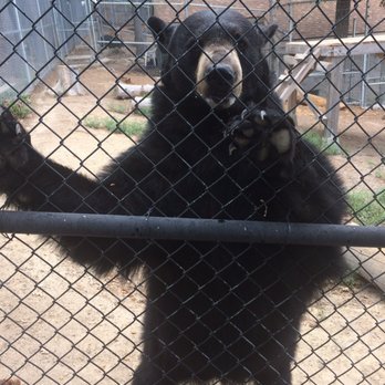 Wildhaven Ranch - Mischa - Zoos Near Me - Cedar Glen, California