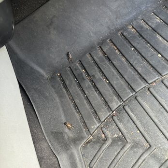 Hiley Acura - Bugs in my car upon return of vehicle - Car Dealers Near Me - Fort Worth, Texas
