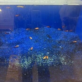PetSmart - Dead fish laying on the floor of the tank while the other fish remain in the same tank where their rotting. - Pet Stores Near Me - Renton, Washington PetSmart - Dead fish laying on the floor of the tank while the other fish remain in the same tank where their rotting. - Pet Stores Near Me - Renton, Washington