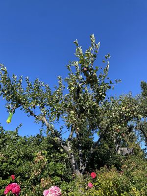 Thomas Fogarty Winery by null