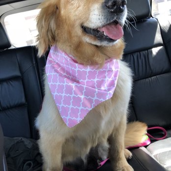 Superstar Pup Grooming - So happy! - Pet Groomers Near Me - Norco, California