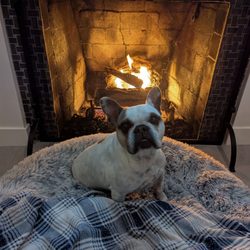 RCS Fireplace - Milo says thank you!