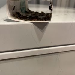 Greenix Pest Control