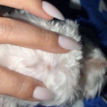 BB Care Pet Grooming - Razor burns now scabbed - Pet Groomers Near Me - Ontario, California BB Care Pet Grooming - Razor burns now scabbed - Pet Groomers Near Me - Ontario, California