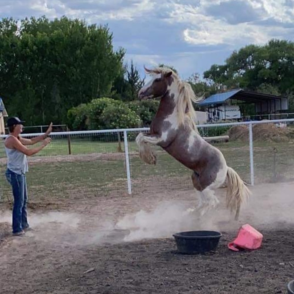 FLYING HALO FARM Updated September 2024 17 Photos 58 Rattlesnake