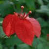 Block Botanical Gardens gift card