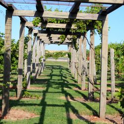 Prairie Hill Vineyard - Vineyard Arbor ... great location for outdoor receptions and wine tastings.