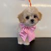 VIP DOGS Fast Grooming gift card