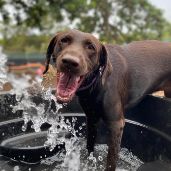 Kama'aina K9 Adventures - Pet Sitting Near Me - Waipahu, Hawaii Kama'aina K9 Adventures - Pet Sitting Near Me - Waipahu, Hawaii