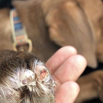 Pet Joy - Damaged paws of my puppy - Pet Groomers Near Me - Los Angeles, California