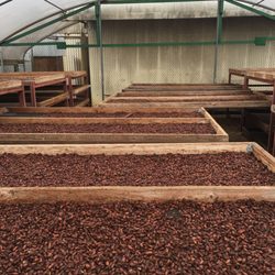 North Shore Coffee Roasters - Cacao