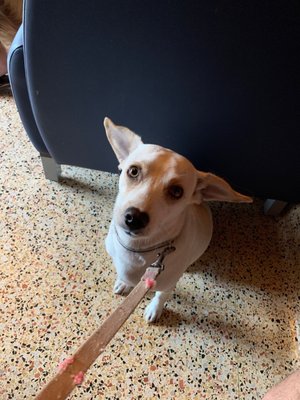 vca foothill veterinary hospital