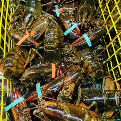 Thurston's Lobster Pound - Poor lobsters awaiting their fate