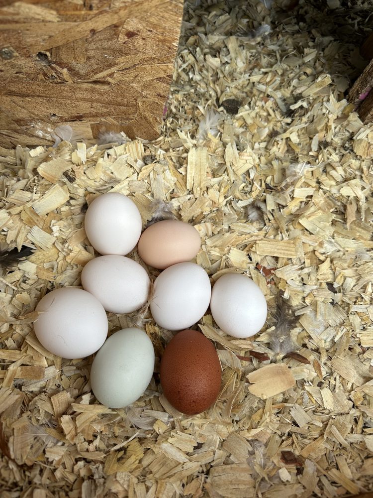 Green Bird Cellars & Organic Farms Logo