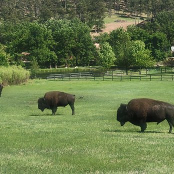 Custer State Park - Parks Near Me - Custer, South Dakota