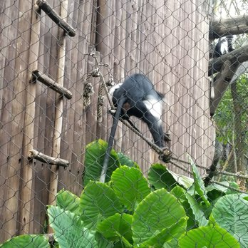 Gorilla Falls Exploration Trail - Amusement Parks Near Me - Lake Buena Vista, Florida