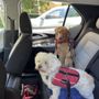 Photo of Barking Mad Grooming