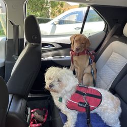 Barking Mad Grooming - My dogs Mya and Nicki