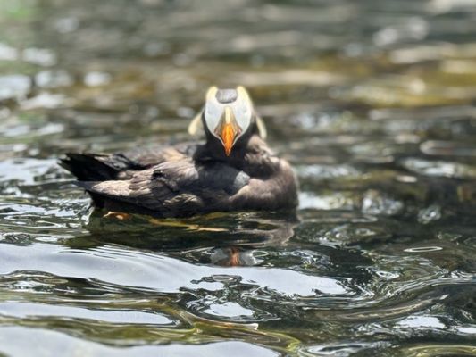 Oregon Coast Aquarium by null