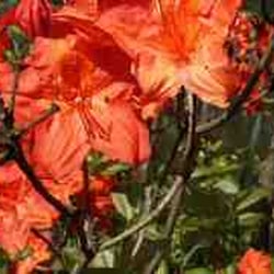 Rhododendron- und Landschaftspark Schloss Dennenlohe