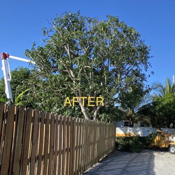 All About Trees Tree Service - Tree Services Near Me - Fort Lauderdale, Florida All About Trees Tree Service - Tree Services Near Me - Fort Lauderdale, Florida