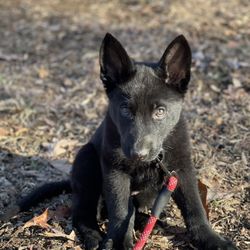 K-9 Specialists - Puppy