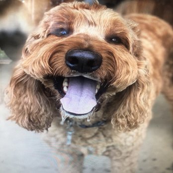 Clark's Dog Kennel - Pet Boarding Near Me - Northbridge, Massachusetts