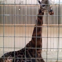 Dudley Zoo