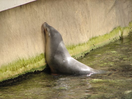 SEA LIFE Sydney Aquarium by null