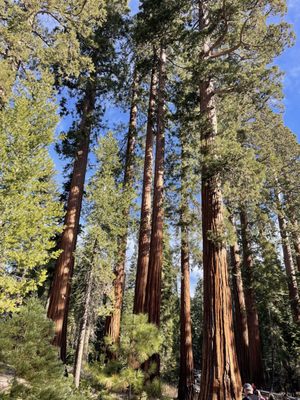 Mariposa Grove by null